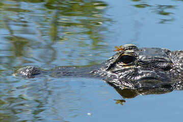 Alligator in the water