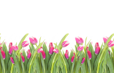 Seamless border of tulips flowers. background, pattern, print for packaging paper, postcards, textiles. Colorful pink tulips with leaves, a frame, garland of flowers