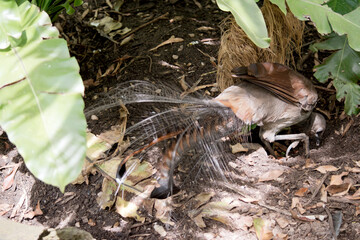 the superb lyre bird is digging looking for food