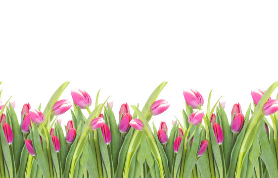 Seamless border of tulips flowers. background, pattern, print for packaging paper, postcards, textiles. Colorful pink tulips with leaves, a frame, garland of flowers