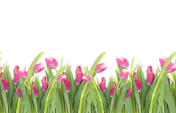 Seamless border of tulips flowers. background, pattern, print for packaging paper, postcards, textiles. Colorful pink tulips with leaves, a frame, garland of flowers