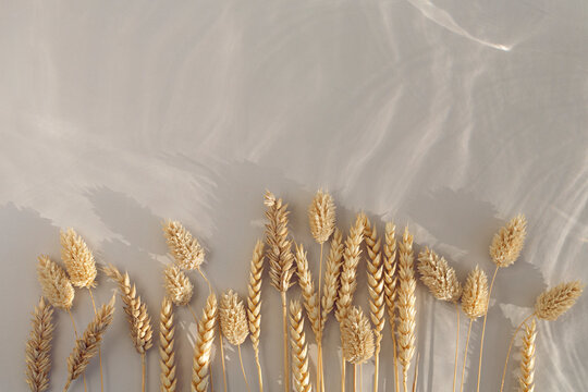Wheat and grain grass on textured backrgound
