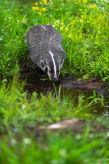 North American Badger (Taxidea taxus) Leans Down to Drink From Pool Summer