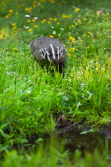 North American Badger (Taxidea taxus) Walks Towards Water Through Grasses Summer