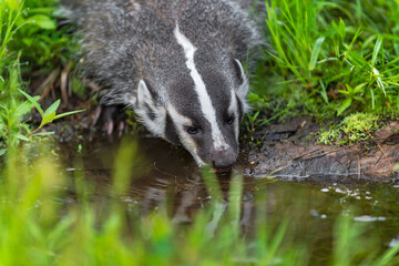 North American Badger (Taxidea taxus) Laps Water From Pool in Green Grasses Summer