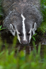 North American Badger (Taxidea taxus) Drinking From Pool Summer