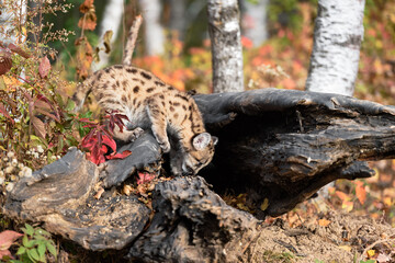 Cougar Kitten (Puma concolor) Sniffs at Log Autumn