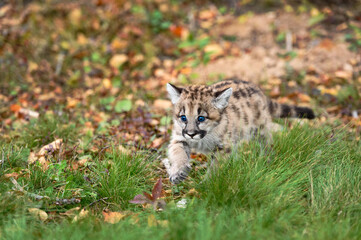 Naklejka na ściany i meble Cougar Kitten (Puma concolor) Walks Through Leaves and Grass Autumn