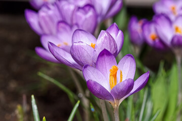 Close-up of purple crocus flowers in bloom
