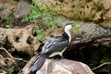 Fototapeta premium the pied cormorant is resting on a rock