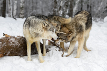 Wolves (Canis lupus) Press Heads Together Over Body of White-Tail Deer Winter