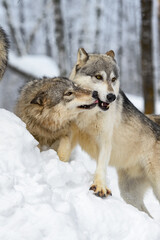 Young Wolf (Canis lupus) Licks at Face of Adult Winter