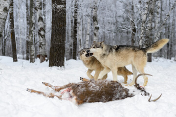 Wolves (Canis lupus) Open Mouths Over Body of White-Tail Deer Winter