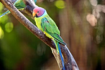 this is a male plum headed parakeet resting on a tree branch