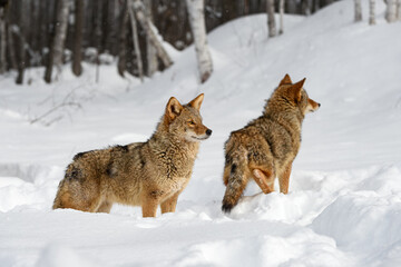 Coyotes (Canis latrans) Stand in Snow Looking Right Winter
