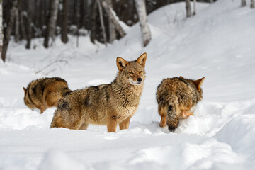 Coyote (Canis latrans) Looks Up While Two Others Walk Away Winter