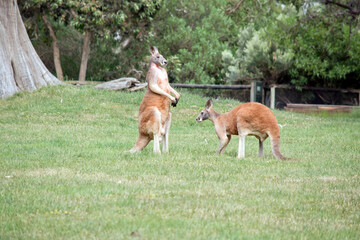 Naklejka na ściany i meble the male red kangaroos body is a shade of red fur his head is grey with a white muzzle, they are the tallest kangaroo