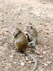 Monkey Angkor Wat Cambodia Siem Reap