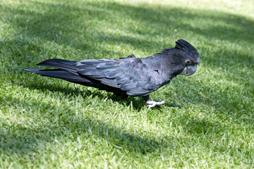 this is a side view of a red tailed black cockatoo on the grass