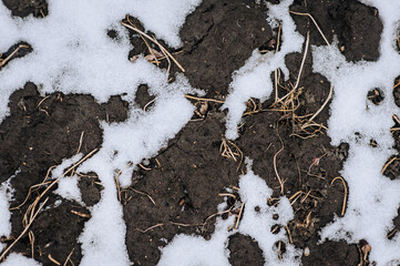 Texture, background of white snow lying on dug up brown earth, ground. Close-up photography, nature, agriculture, top view.