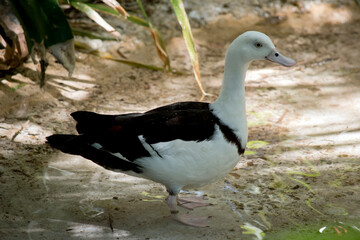 this is a side view of aradjah shelduck