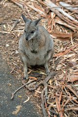 the tammar wallaby is standing up on its hind legs