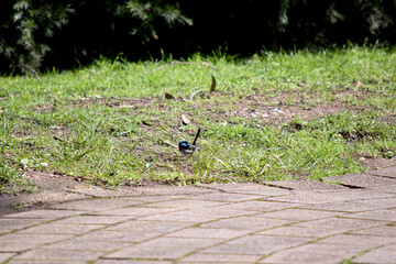 the superb fairy wren is looking for food in the grass