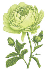 Obraz premium isolated multicolor peony flower, botanical drawing, spring, decorative floral illustration, transparent background, png, horizontal, vertical, springtime, floral, generative ai