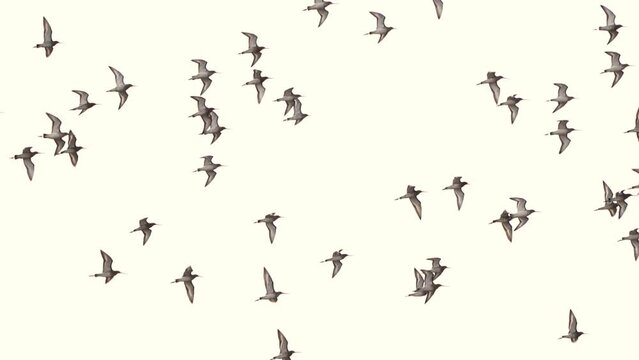 A swarm of black-tailed godwits (Limosa limosa) flying around