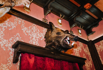The head of a wild gray boar, a stuffed animal killed by a hunter, hangs on a wall in an interior, a museum. Photography, portrait, wildlife, nature, murder concept.