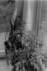 Zimmerpflanzen auf Schwaz-Weiss Film