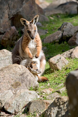 the yellow footed rock wallaby is is an Australian marsupial