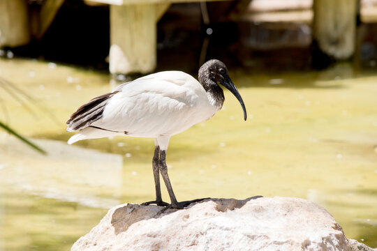 this is a side view of a white ibis standing on a rock