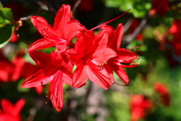 rhododendron azalia różanecznik - obrazy, fototapety, plakaty