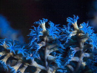 Blue corals threatened by global warming