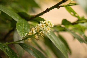a shrub with white flowers