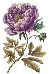 isolated purple, pink peony flower, botanical drawing, spring, decorative floral illustration, transparent background, png, horizontal, vertical, springtime, floral, generative ai