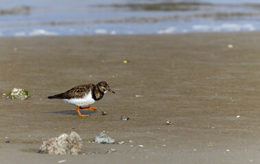 Ruddy turnstone 