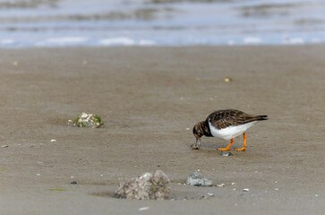 Ruddy turnstone 