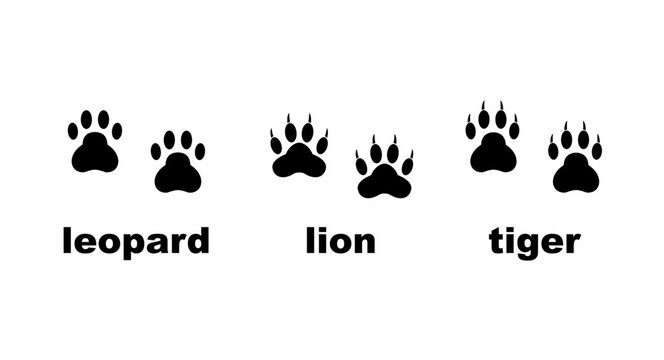 leopard,lion, and tiger foot Prints Icon Set. Vector Illustration Isolated On White Background