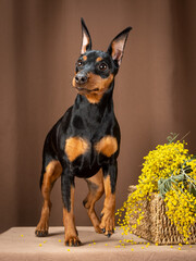 Portrait of a black and tan miniature pinscher next to a basket of mimosa