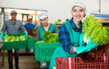 Woman worker looking at camera and smiling while sorting fresh lettuce during work day in vegetable factory. - obrazy, fototapety, plakaty