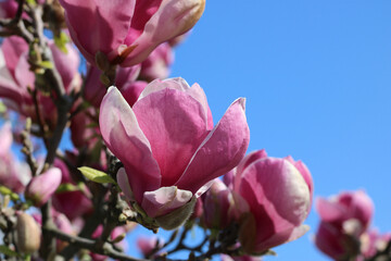 Background with magnolia flowers against blue sky