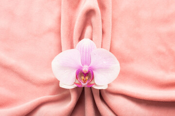 Pink soft tissue in the form of female genital organs, vulva and labia, vagina concept with delicate flower - obrazy, fototapety, plakaty