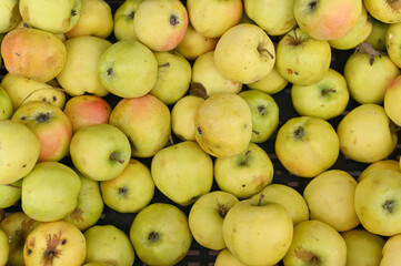 apples are green and yellow.