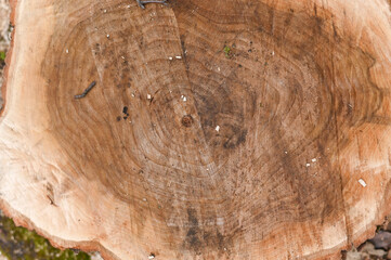 a sawn tree stump. close-up view from above.