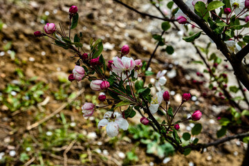 branch of apple tree with pink flowers