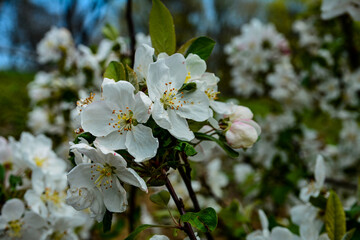 branch of apple tree with pink flowers