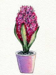 Watercolor pink flower in a pot. Illustration on a white background.