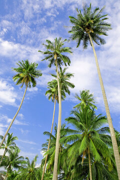 Tall tropical palm trees example